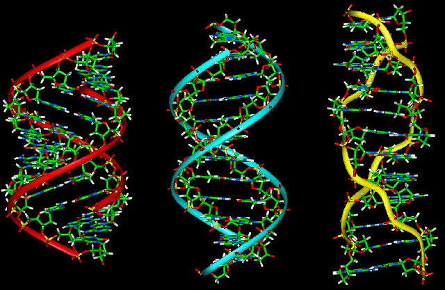 A-B-Z-DNA_Side_View.png