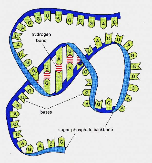 RNA_sstrand.jpg