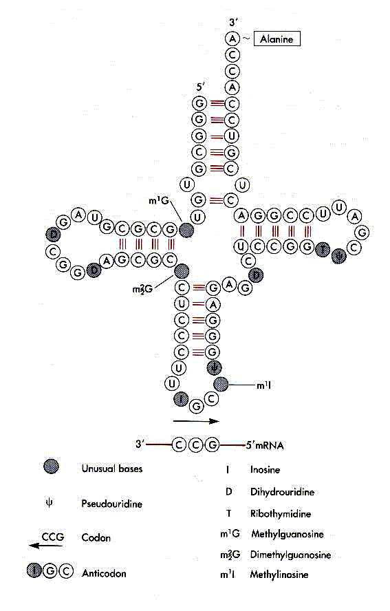 tRNA_clover2.jpg