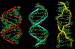A-B-Z-DNA_Side_View.png